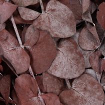 Itens Ramos de eucalipto, eucalipto preservado, flores secas, vermelho, 75 cm, 150 g