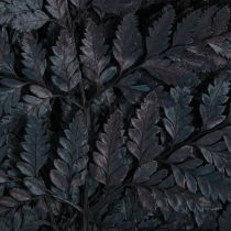 Itens Decoração de samambaia, frondes de samambaia reais, pretas, preservadas, 45 cm, 10 peças