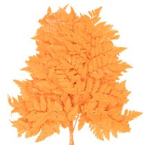 Itens Folhas de samambaia secas e preservadas para arranjos florais e decoração de outono, 42 cm, 10 peças