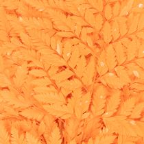 Itens Folhas de samambaia secas e preservadas para arranjos florais e decoração de outono, 42 cm, 10 peças