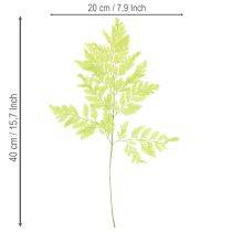 Itens Samambaias: Material natural preservado de alta qualidade para projetos de decoração duradouros, 40 cm, 10 peças