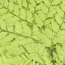 Itens Samambaias: Material natural preservado de alta qualidade para projetos de decoração duradouros, 40 cm, 10 peças