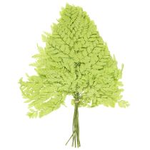 Itens Samambaias: Material natural preservado de alta qualidade para projetos de decoração duradouros, 40 cm, 10 peças