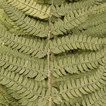 Itens Samambaia seca e preservada. Perfeita para decoração natural da casa. 80 cm