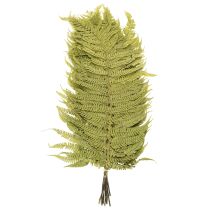 Itens Samambaia seca e preservada. Perfeita para decoração natural da casa. 80 cm