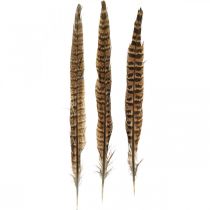 Penas de faisão penas reais para decoração de Páscoa 25-27cm 24pcs