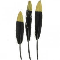 Penas decorativas pretas, penas reais douradas para artesanato 12-14cm 72p