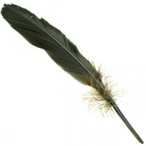Deco penas penas de pássaro preto para artesanato 14-17cm 20g