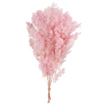 Itens Aspargo-rosa em forma de pena (Asparagus) seco para decoração, 55-70cm
