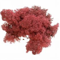 Itens Musgo decorativo Red Bordeaux Rena musgo para artesanato 400g