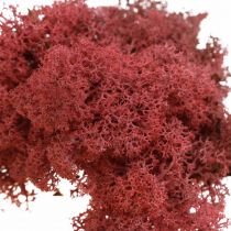 Musgo decorativo Red Bordeaux Rena musgo para artesanato 400g