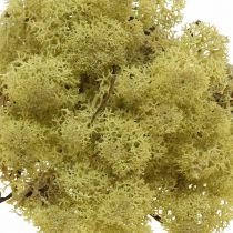 Itens Musgo decorativo verde kiwi para artesanato, seco, tingido 500g