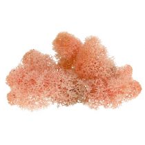 Itens Deco musgo rena musgo rosa 400g