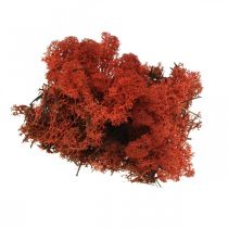 Musgo decorativo vermelho Siena musgo natural para artesanato, seco, colorido 500g