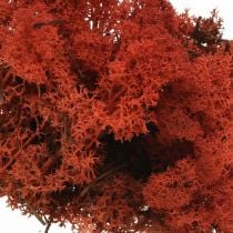 Musgo decorativo vermelho Siena musgo natural para artesanato, seco, colorido 500g