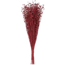 Itens Linho Vermelho Bordeaux Seco para Decoração, Flores Secas L55cm 80g