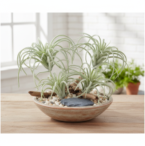 Itens Tillandsia suculenta plantas verdes artificiais 13cm