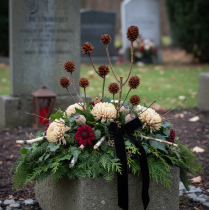 Itens Glabrum Leucospermum Flores Secas 25-40cm 25 unidades
