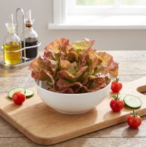 Itens Alface artificial Lollo Rosso cabeça de alface decorativa Ø20cm