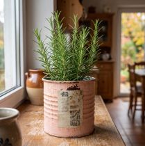 Itens Vaso decorativo para flores, lata de metal cor salmão, recipiente para ervas aromáticas Ø8cm H7,5cm