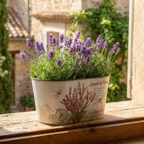 Itens Tigela de flores oval vaso de flores de lavanda de plástico 21,5×12,5cm Alt.11cm