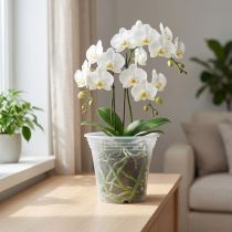 Itens Pote de plástico “Irys” transparente Ø17cm 1ud