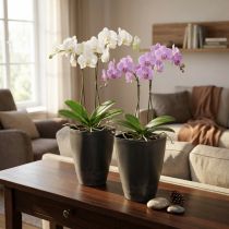 Itens Vaso para orquídeas, vaso de flores, plástico, antracite, 13,5 x 13 x 16,5 cm, 2 peças