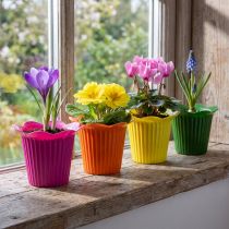 Itens Vaso de plástico para flores, Ø9cm, 25 unidades