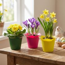 Itens Flor em vaso de plástico Ø10,5cm 25 un