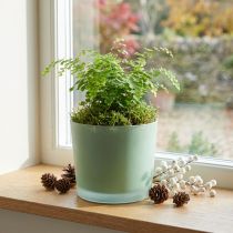 Itens Vaso de flores de vidro plantador verde banheira de vidro Ø14.5cm H12.5cm