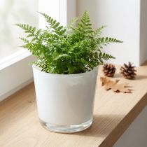 Itens Floreira de vidro branco Ø11.5cm A11cm