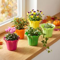 Itens Plantador de plástico, colorido sortido. Ø9cm 10 peças