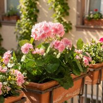 Itens Flor artificial de gerânio Arbusto de gerânio rosa artificial 7 flores Alt.38cm