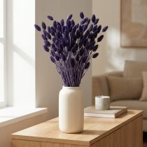 Itens Grama ornamental seca Phalaris Violet, 50-55cm, 100g