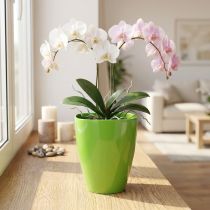 Itens Vaso de orquídea brilhante Ø12,5cm limão 1ud