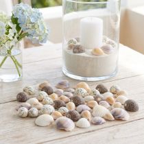 Itens Decoração de conchas mini conchas de caracóis 1–3 cm 340 g