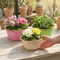 Itens Vaso redondo para plantas Ø20cm, cores sortidas, 8 peças