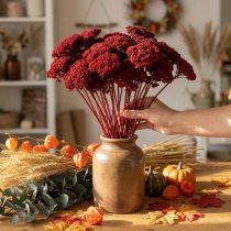 Itens Achillea 1kg vinho tinto