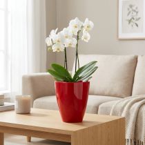 Itens Vaso de orquídea brilhante Ø12,5cm vermelho, 1 un.