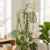 Itens Folha de Serra Artificial Cacto Epiphyllum anguliger L68cm 3 un