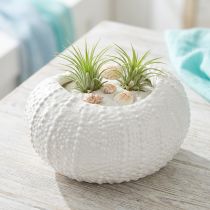 Itens Tigela decorativa cerâmica marítima oval em branco 19x15x8,5cm