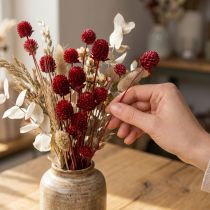 Itens Globe amaranto Gomphrena Globosa em vermelho escuro C45cm 100g