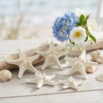 Itens Estrelas-do-mar brancas decorativas, estrelas-do-mar secas para artesanato, 7-11 cm, 15 unidades