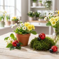 Itens Joaninhas de madeira/bichos da sorte, lindas decorações para casa, 5 cm, 6 peças