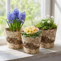 Itens Vaso de bétula feito de casca com folha Ø15cm H13cm 3 peças