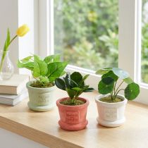 Itens Plantas verdes artificiais mini plantas em vaso 15 cm 3 unidades