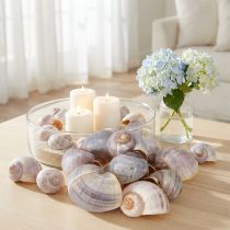 Itens Conchas de caracol naturais 1kg