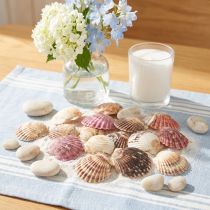 Itens Conchas de berbigão vazias com decoração em concha natural, 3cm-5cm, 300g