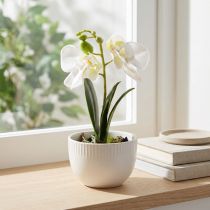 Itens Mini orquídeas artificiais orquídeas brancas em vaso 15cm
