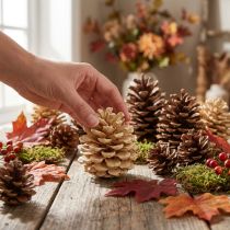 Itens Pinhas Pinus Pinea creme misturado 5-18cm 25 un